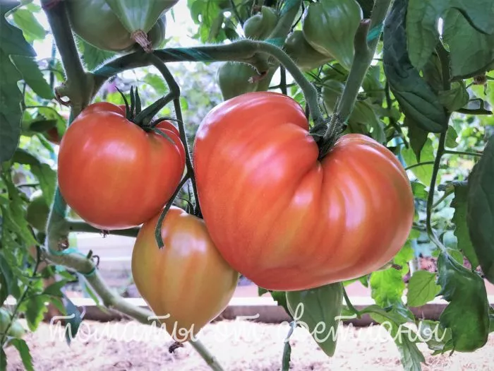 serdtse-mordovii-2-176600