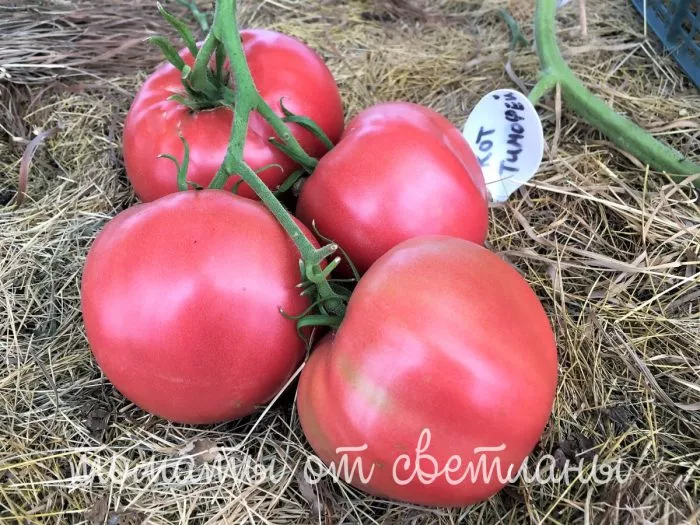 serdtse-mordovii-3-176600