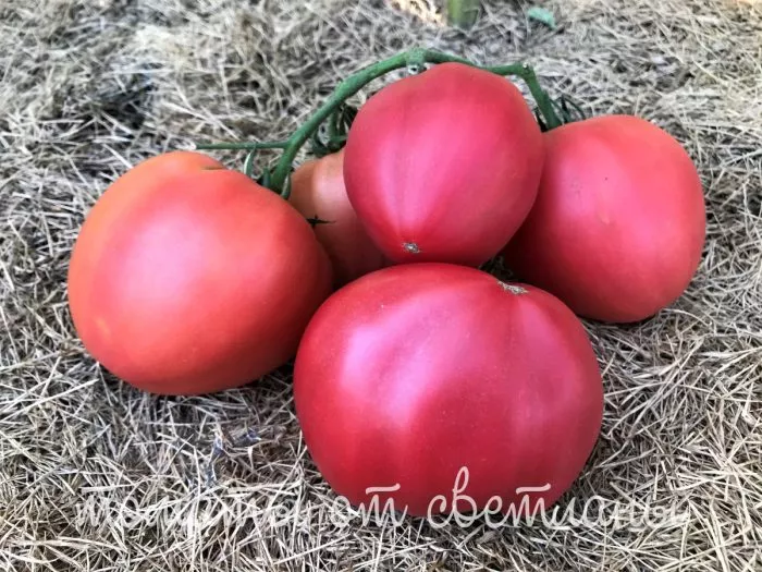 serdtse-mordovii-4-176600