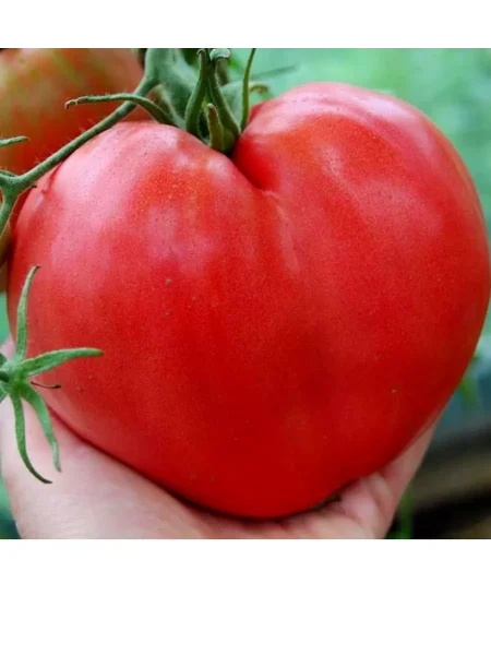 serdtse-mordovii-5-176600