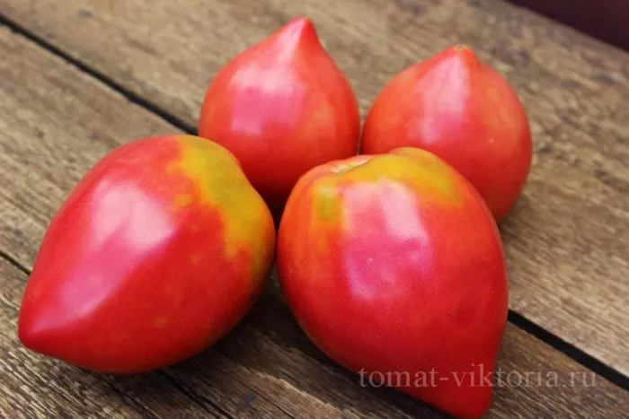 serdtse-mordovii-6-176600