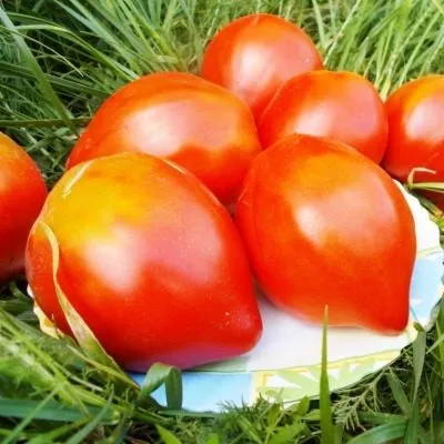 serdtse-mordovii-main-176600