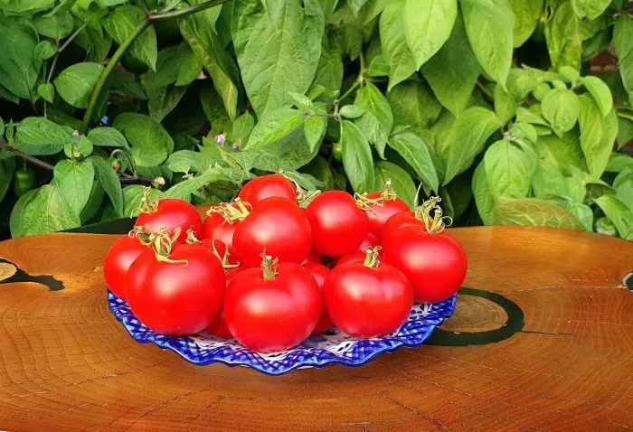 severnaya-koroleva-2-176493