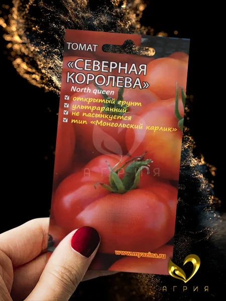 severnaya-koroleva-3-176493