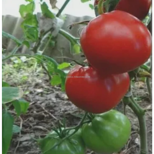 severnaya-koroleva-4-176493