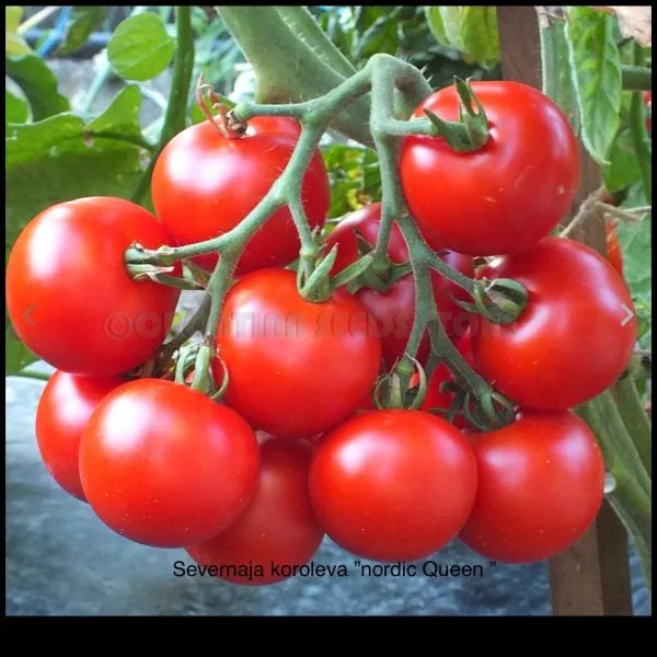 severnaya-koroleva-5-176493