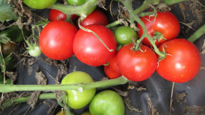 severnaya-koroleva-6-176493