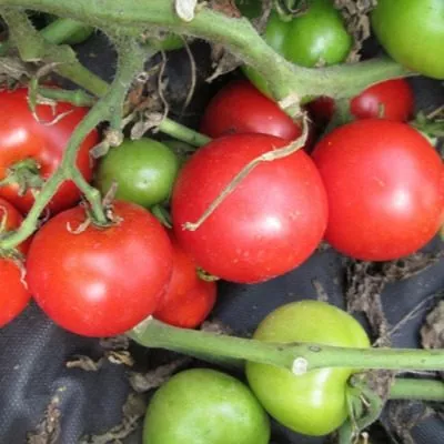 severnaya-koroleva-8-176493