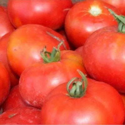 severnaya-koroleva-main-176493