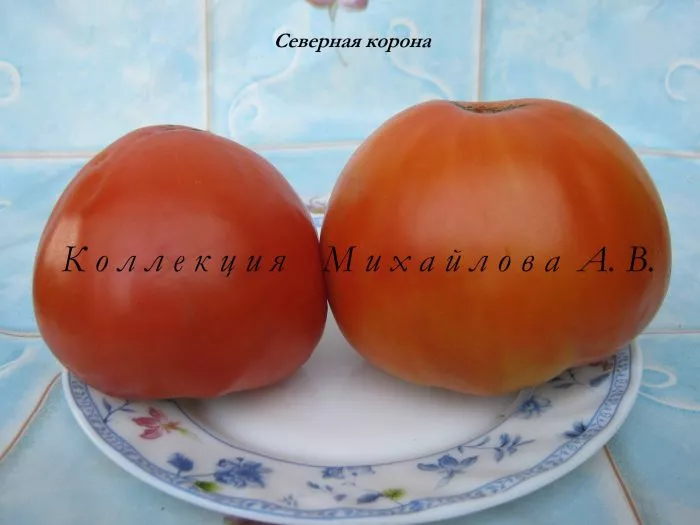 severnaya-korona-10-170405