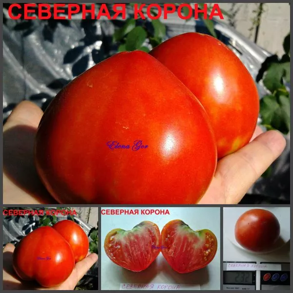 severnaya-korona-11-170405