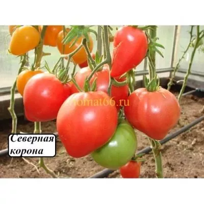 severnaya-korona-12-170405