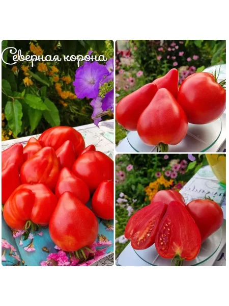 severnaya-korona-3-170405