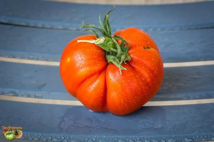 severnaya-korona-5-170405