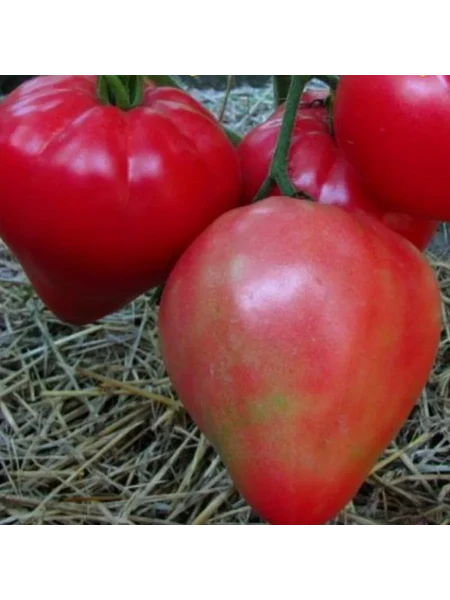 severnaya-korona-main-170405