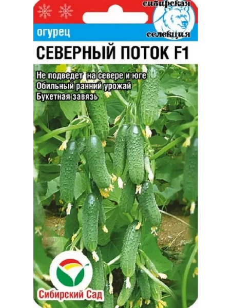 severnyy-potok-1-198366