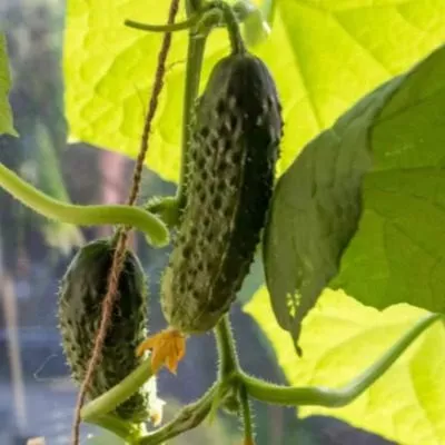 severnyy-potok-2-198366