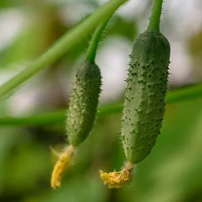 severnyy-potok-3-198366