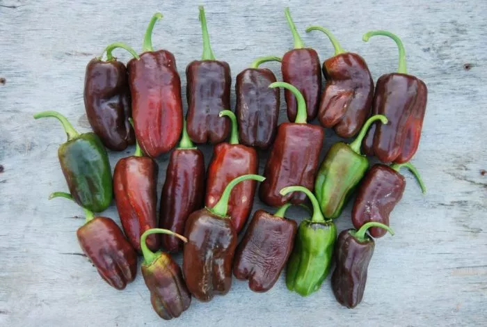 shokoladnyy-georgesku-10-179913