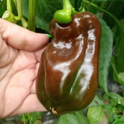 shokoladnyy-georgesku-11-179913