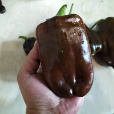 shokoladnyy-georgesku-12-179913