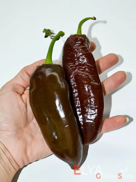 shokoladnyy-georgesku-2-179913