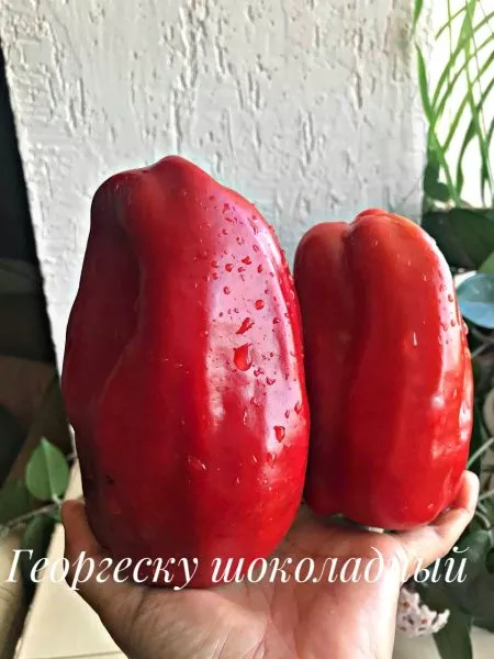 shokoladnyy-georgesku-9-179913