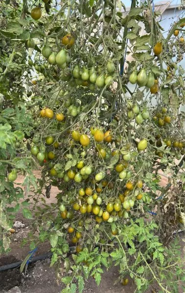 shturmovik-norman-1-171880