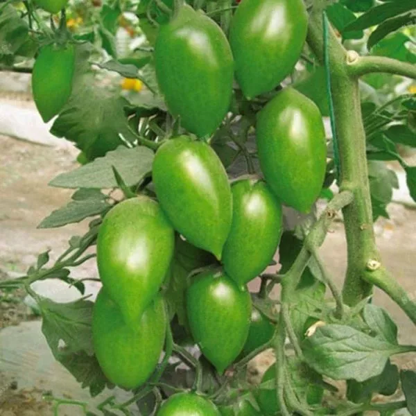 shturmovik-norman-5-171880