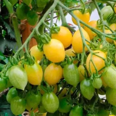 shturmovik-norman-6-171880