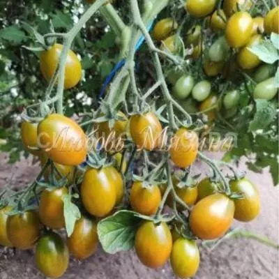 shturmovik-norman-7-171880