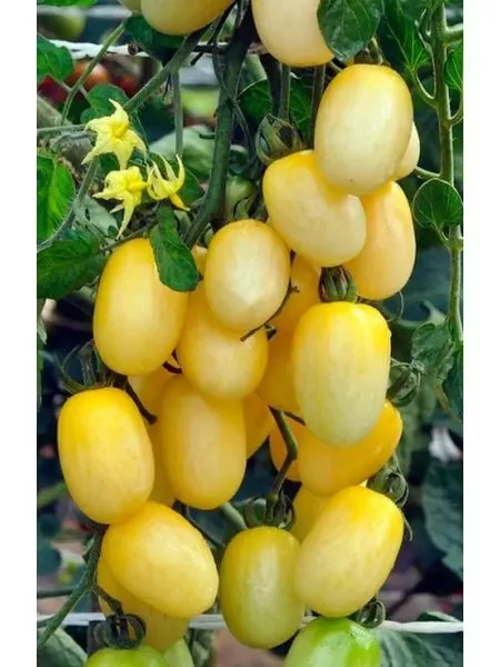 shturmovik-norman-main-171880