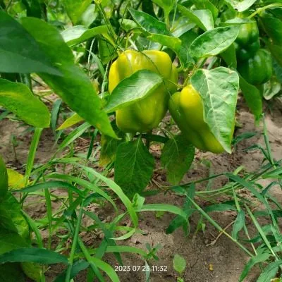 sibirskiy-bogatyr-3-185377