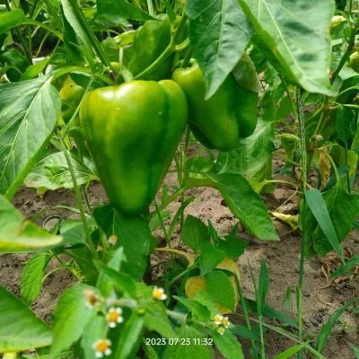 sibirskiy-bogatyr-5-185377