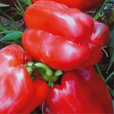 sibirskiy-bogatyr-main-185377