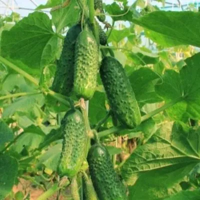 sibirskiy-buket-3-200856