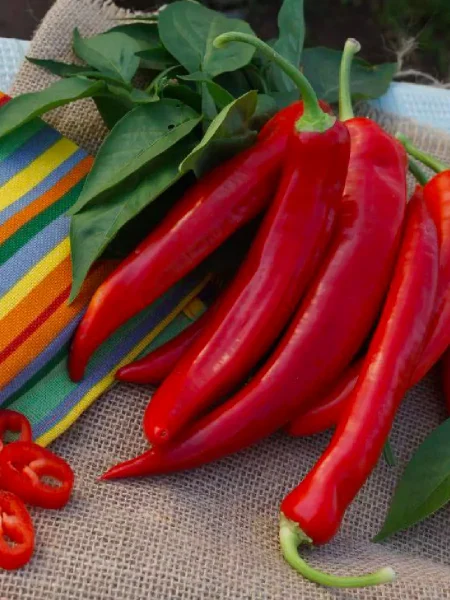 sibirskiy-ekspress-3-186426