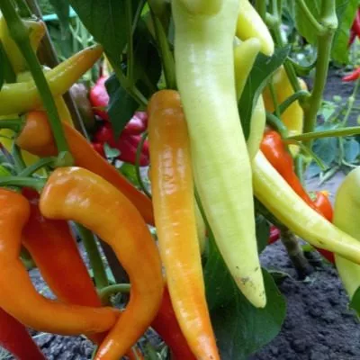 sibirskiy-ekspress-4-186426