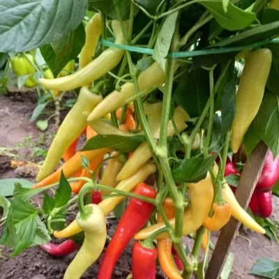 sibirskiy-ekspress-5-186426