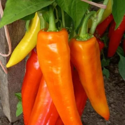 sibirskiy-ekspress-6-186426