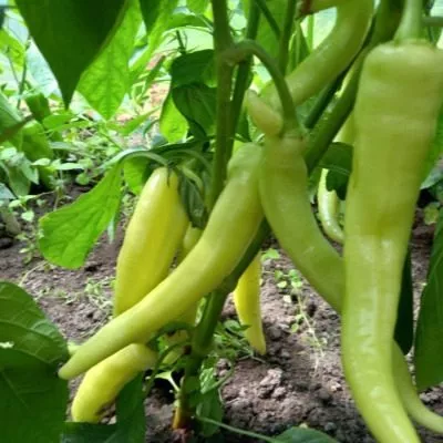 sibirskiy-ekspress-8-186426