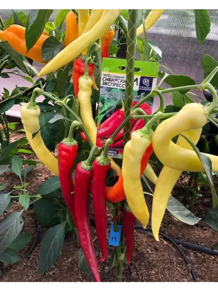 sibirskiy-ekspress-main-186426