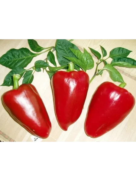 sibirskiy-knyaz-4-184368