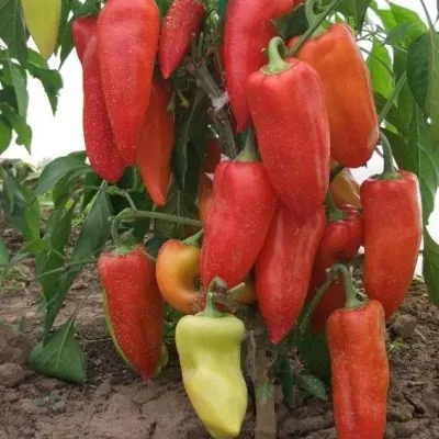 sibirskiy-knyaz-6-184368