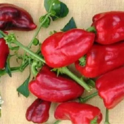 sibirskiy-knyaz-8-184368