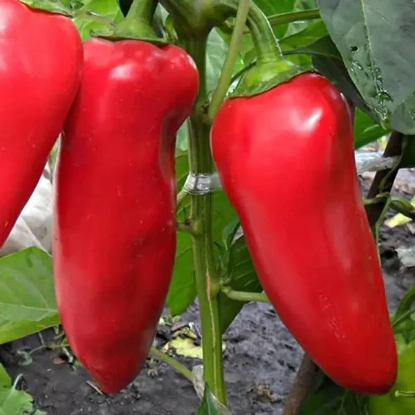 sibirskiy-knyaz-main-184368