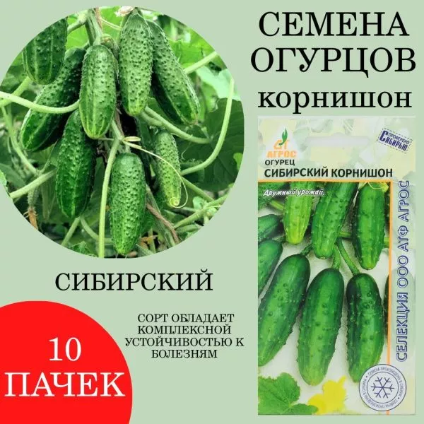 sibirskiy-kornishon-1-200461