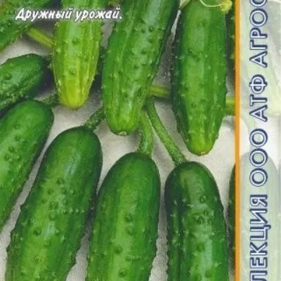 sibirskiy-kornishon-2-200461