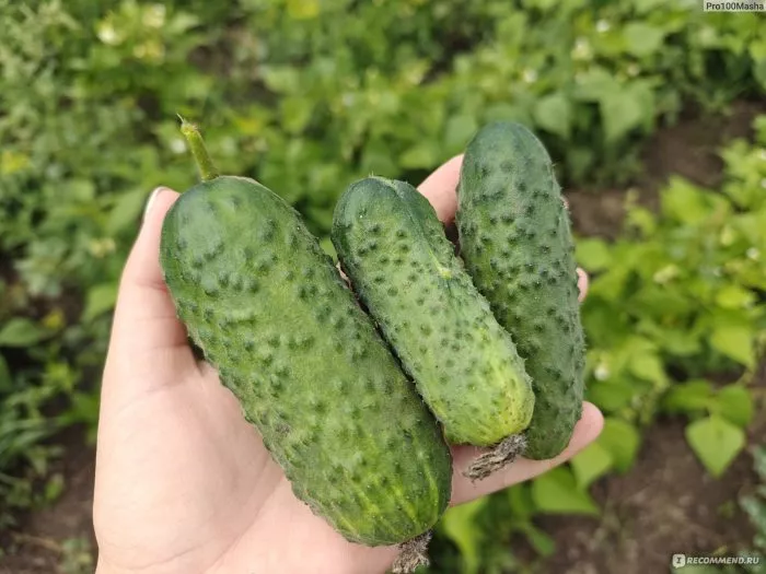 sibirskiy-puchok-3-200749