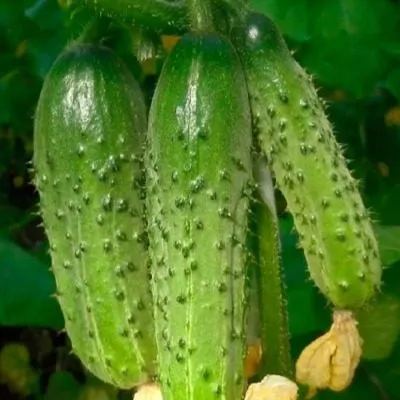 sibirskiy-puchok-4-200749